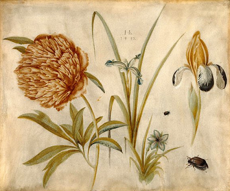 © public domain Blume und Käfer von Hans Hoffman (1550-1591)